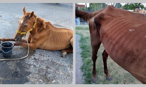 F. Varela – Otro caballo maltratado fue rescatado. No termina más la crueldad animal